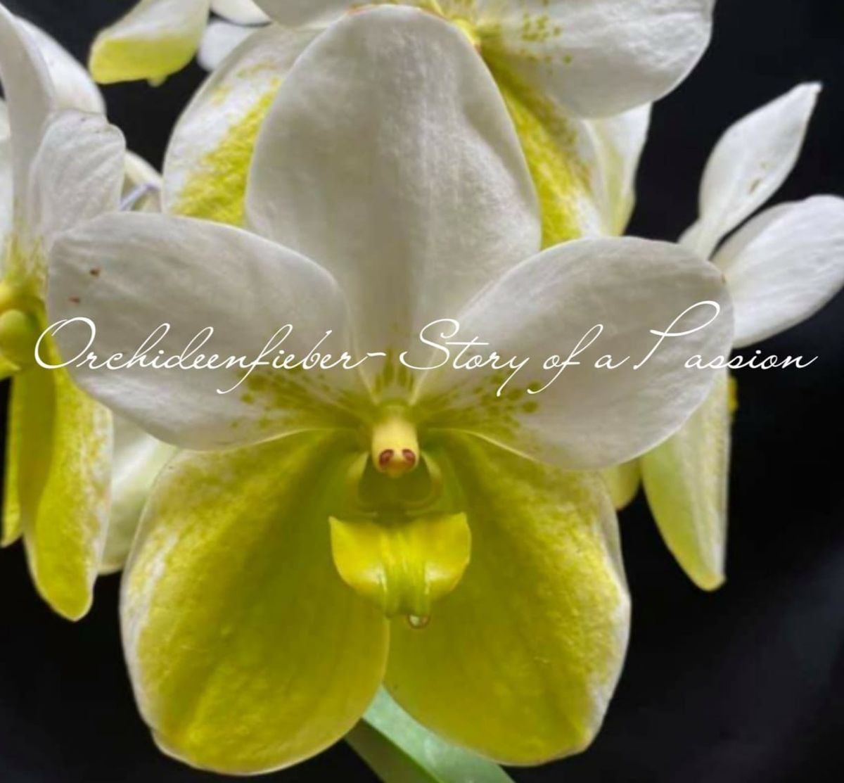 New Orchid Book Launch "Zygopetalums" 