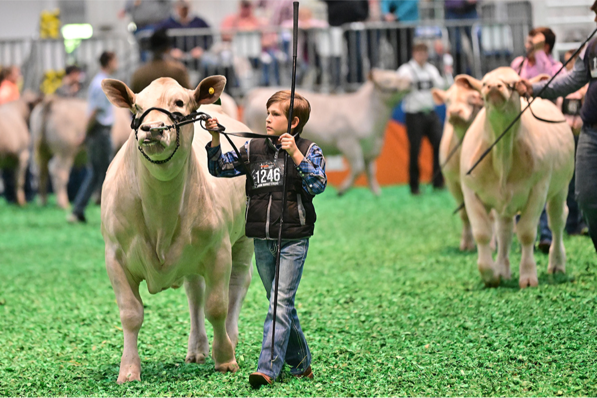 Houston Livestock Show and Rodeo - All Session Pass at NRG Stadium