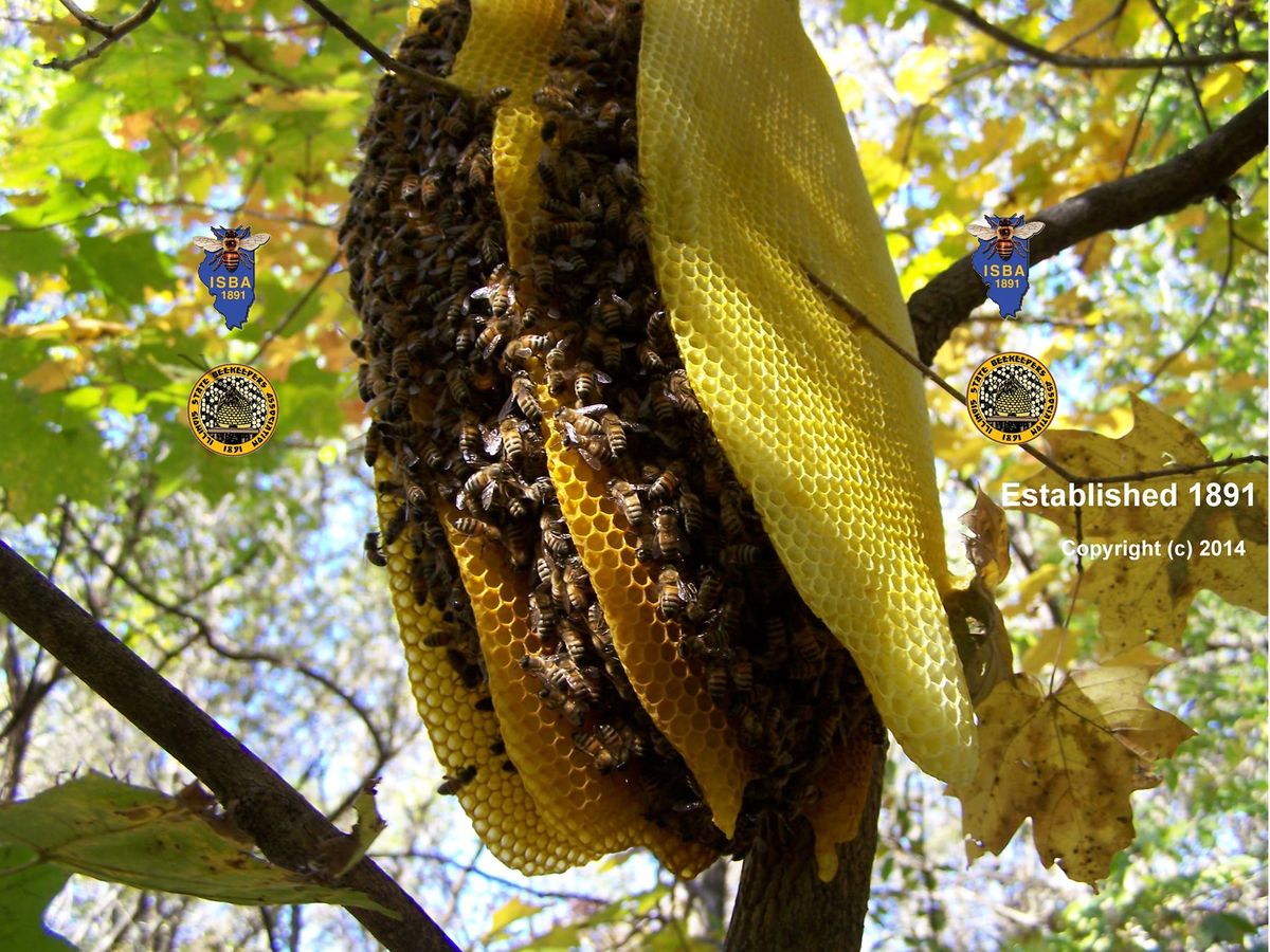 Illinois State Beekeepers Association - Annual Fall Meeting (plus a honey show this year)