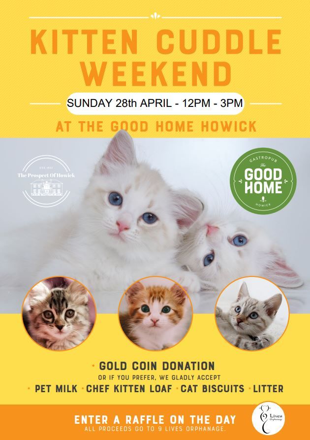 Kitten Cuddle Fundraising Event