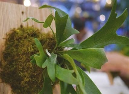 Staghorn Fern Mounting Workshop in Carrboro