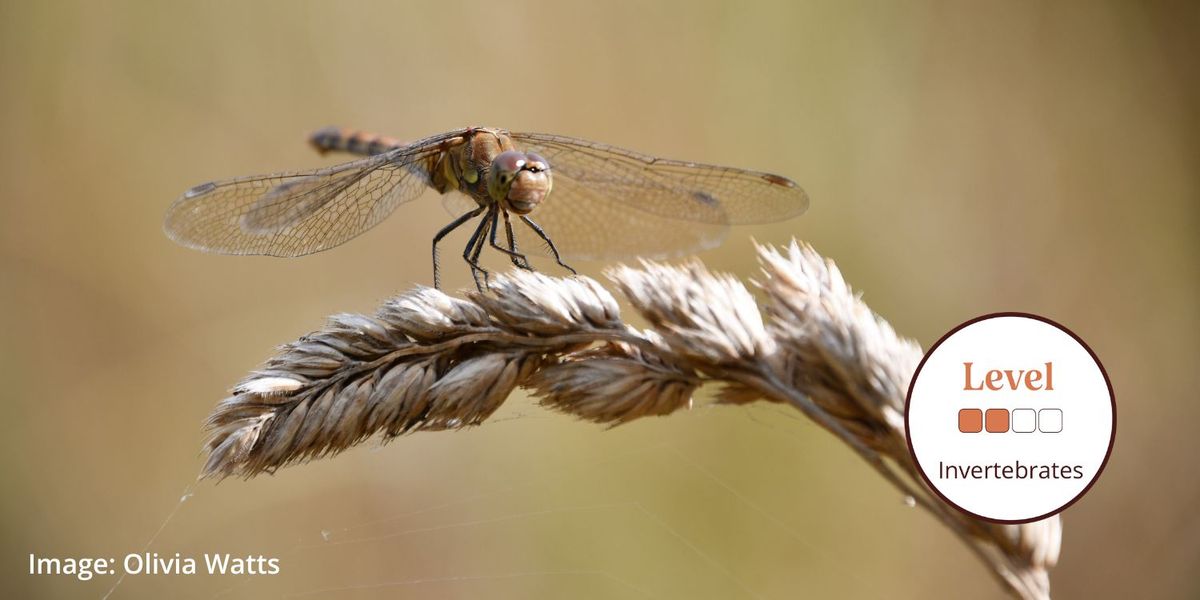 Introduction to Dragonflies and Damselflies (2 Days)