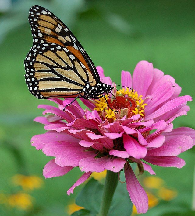 The Amazing World of Pollinators and Pollination 