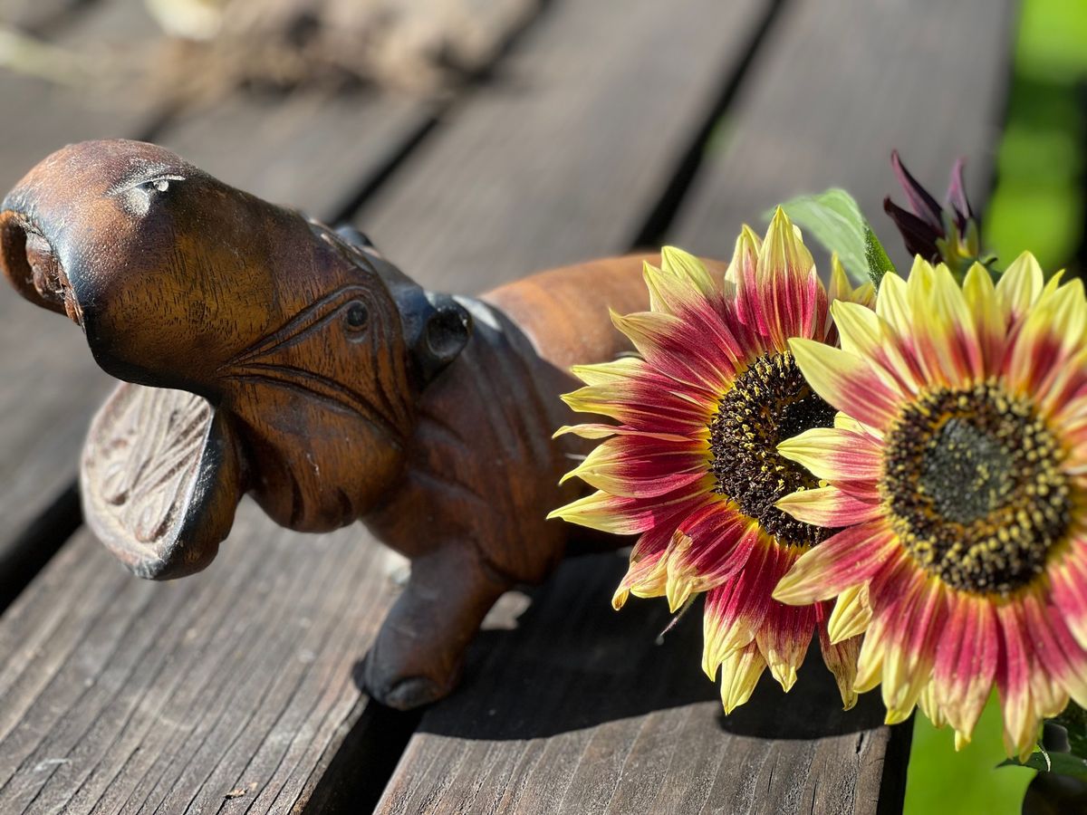 Out of Africa floral demonstration - Newton abbot flower club