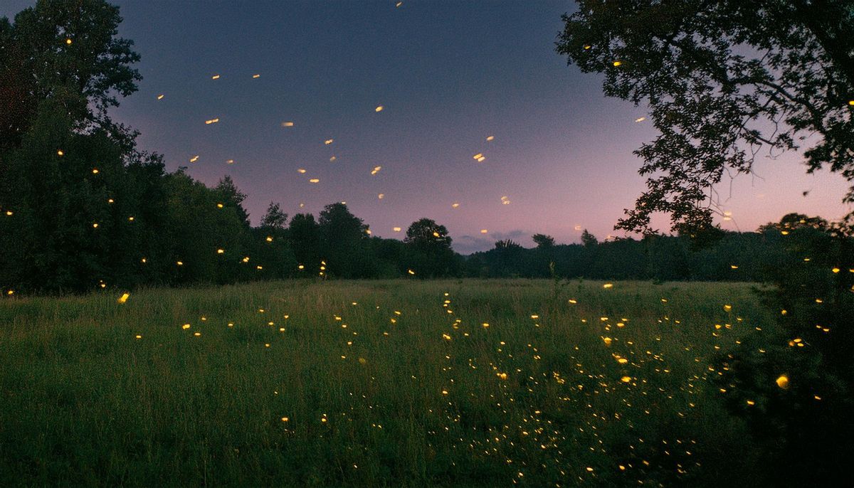 Searching for New York\u2019s Rare Fireflies 