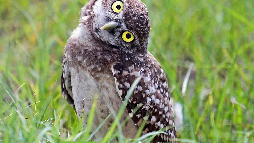 The 23rd Annual Burrowing Owl Festival Wildlife & Environmental Expo