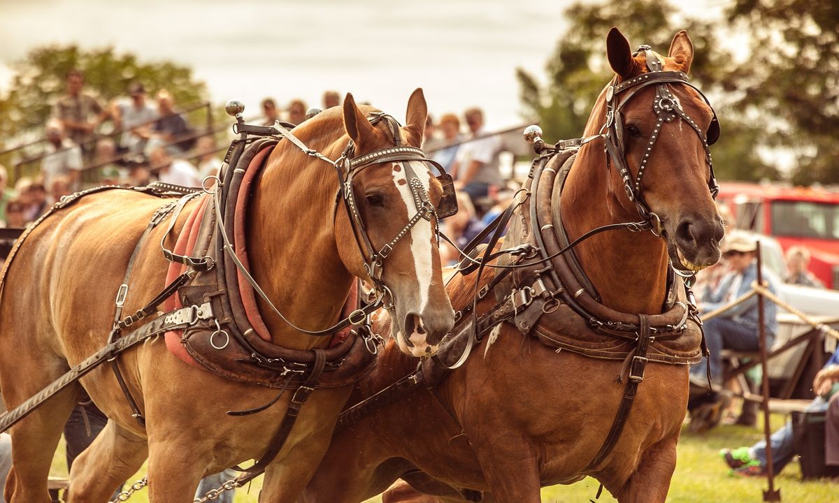 Horse Pull - Grandstand Events