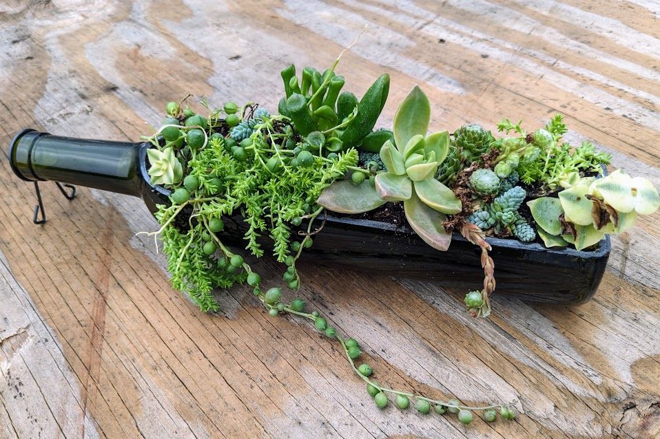 Wine Bottle Succulent Planter Workshop