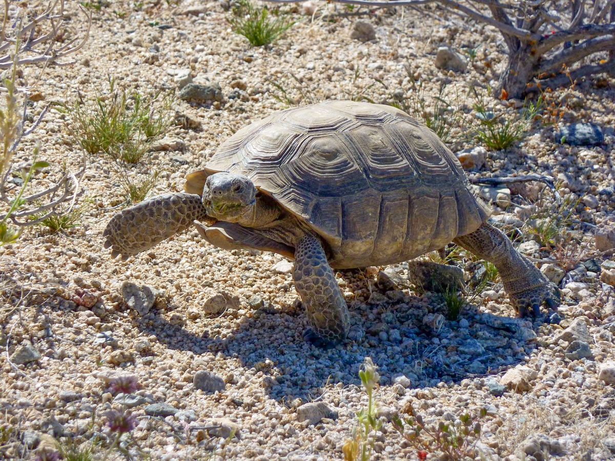 Tortoise Walk and Talk