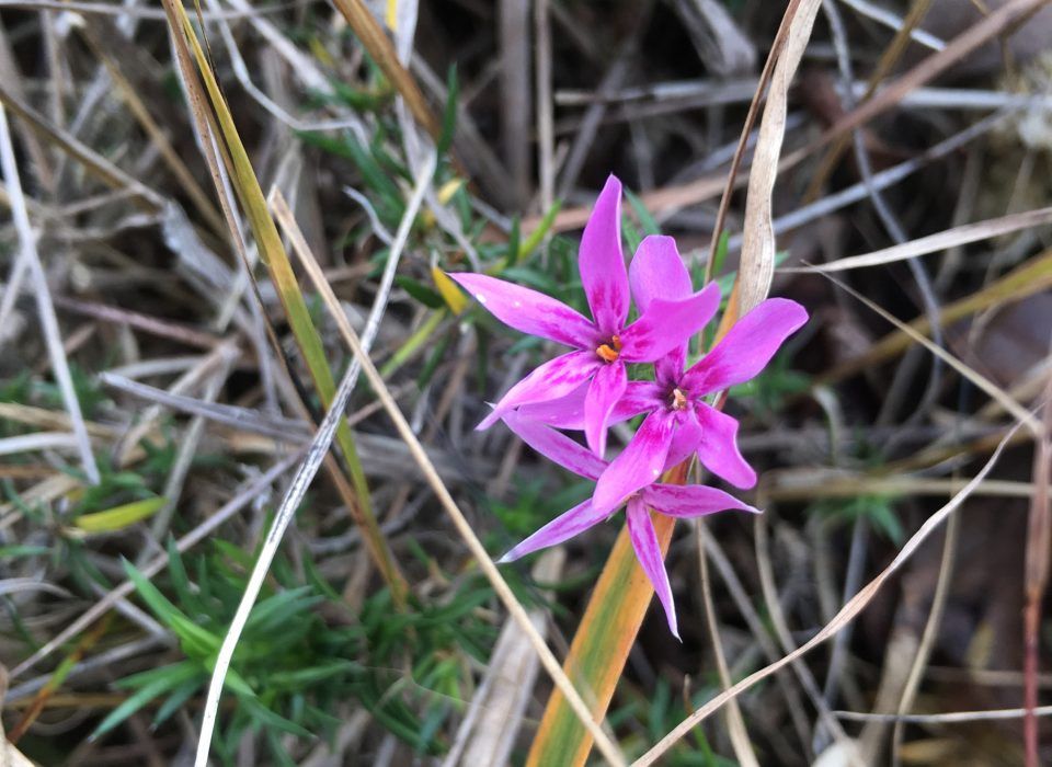 Field Trip: Serpentine Barrens in the Fall