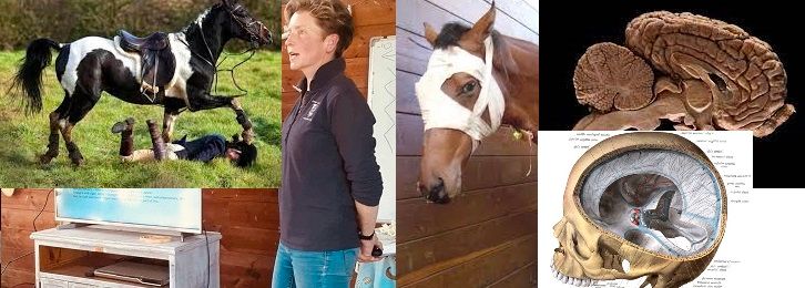 Concussions and knock-on effects: Horses and Humans a discussion