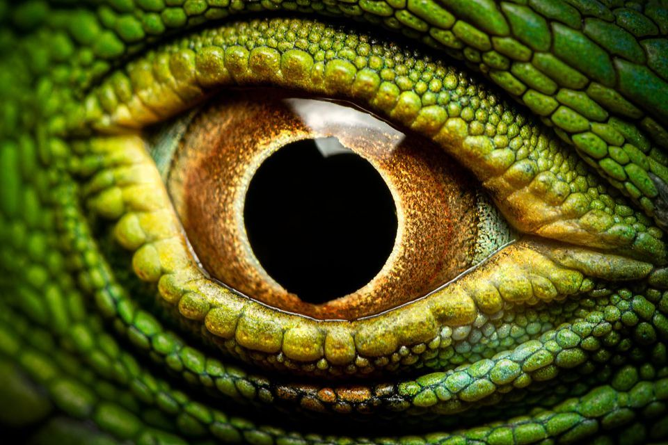 EgZoo Mania Budapest