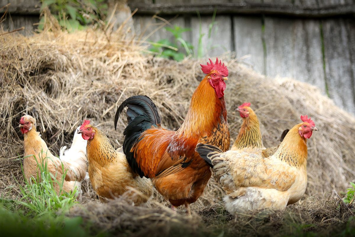 Keeping backyard chickens workshop