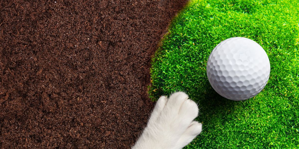  Paws on the Green Golf Tournament 