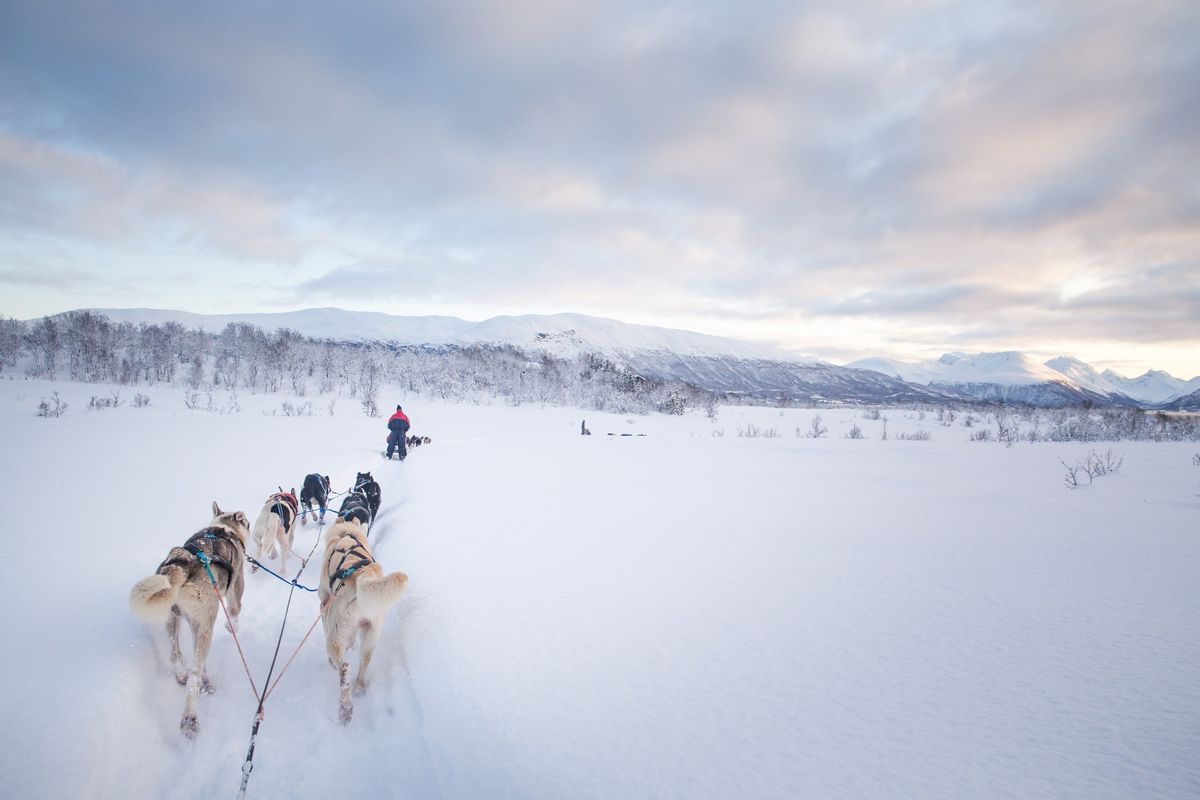 Weeklong Dog Sledding Expedition 7th to 14th April 2025!