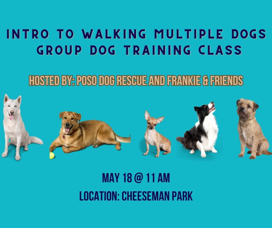 Walking Multiple Dogs Training Class