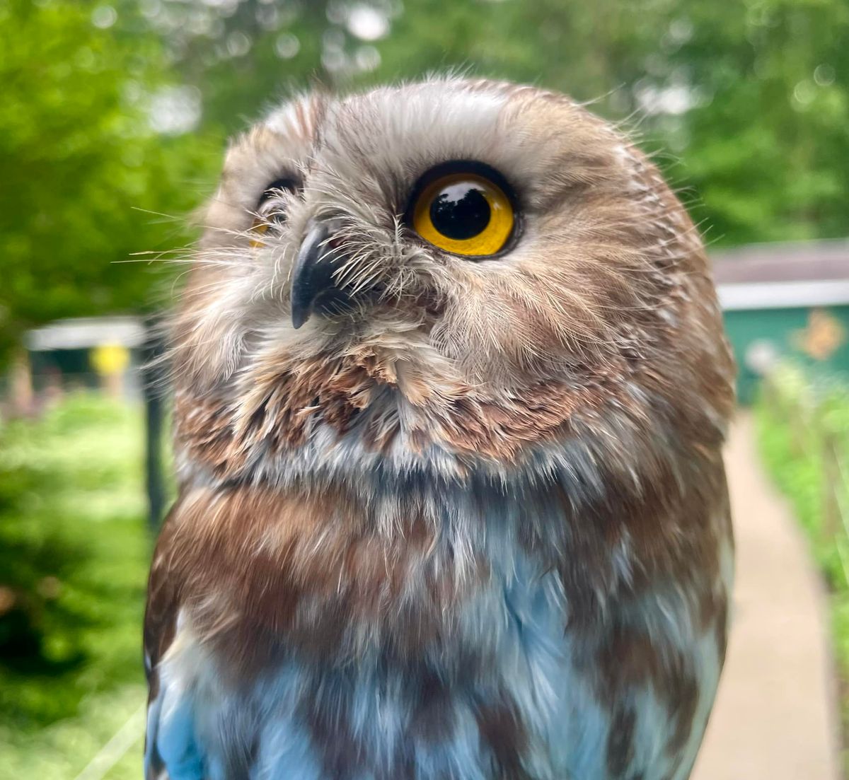 Wild Wings Birds of Prey Visit The Bird House