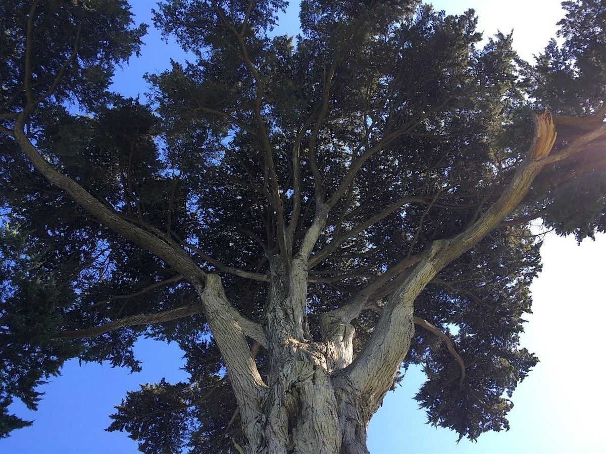 Trees for Life: Young and Old Tree Care