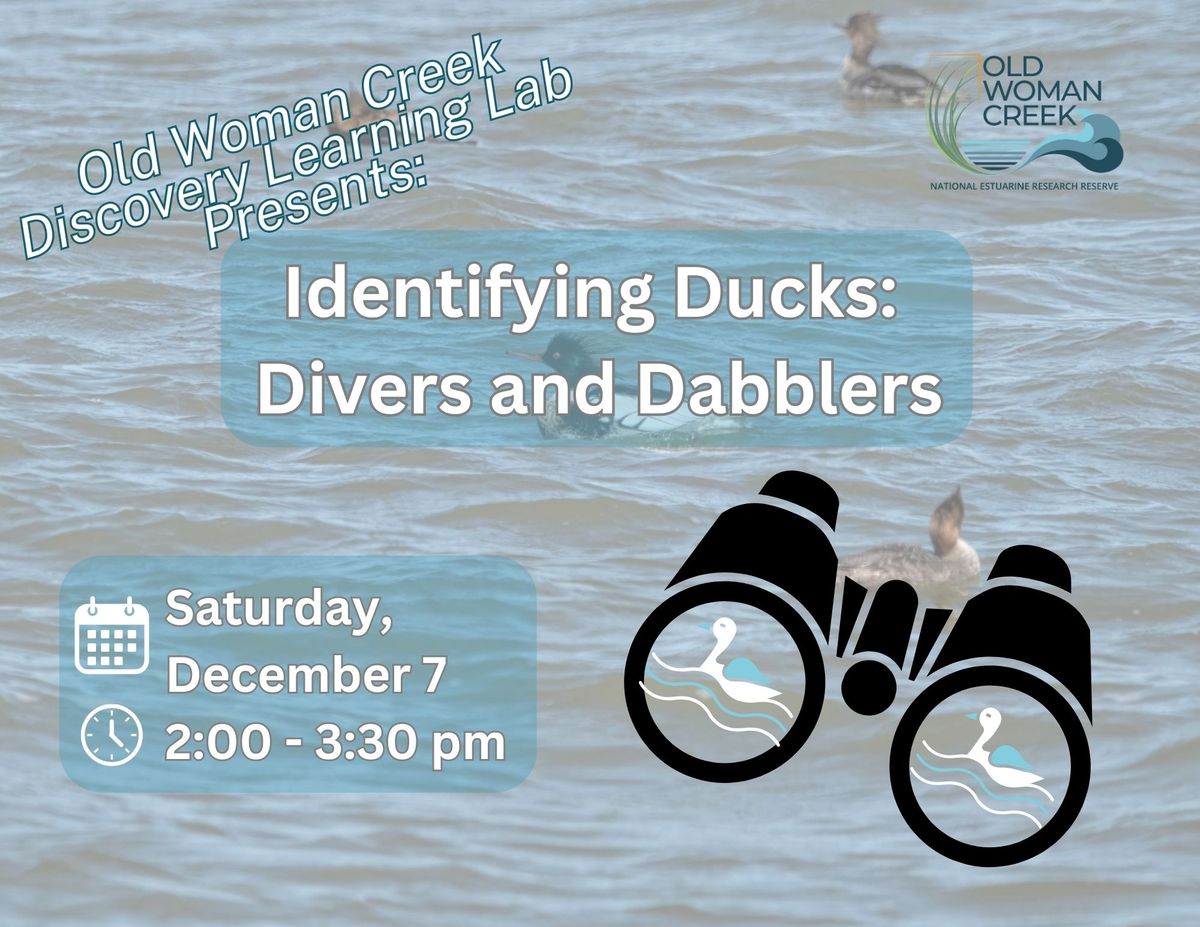 Discovering Ducks: Divers and Dabblers