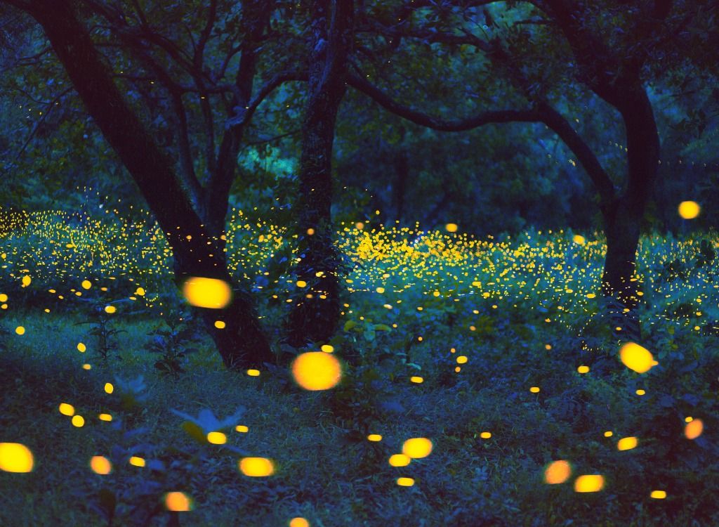 GLOW: Fireflies and Their Flashy Behavior