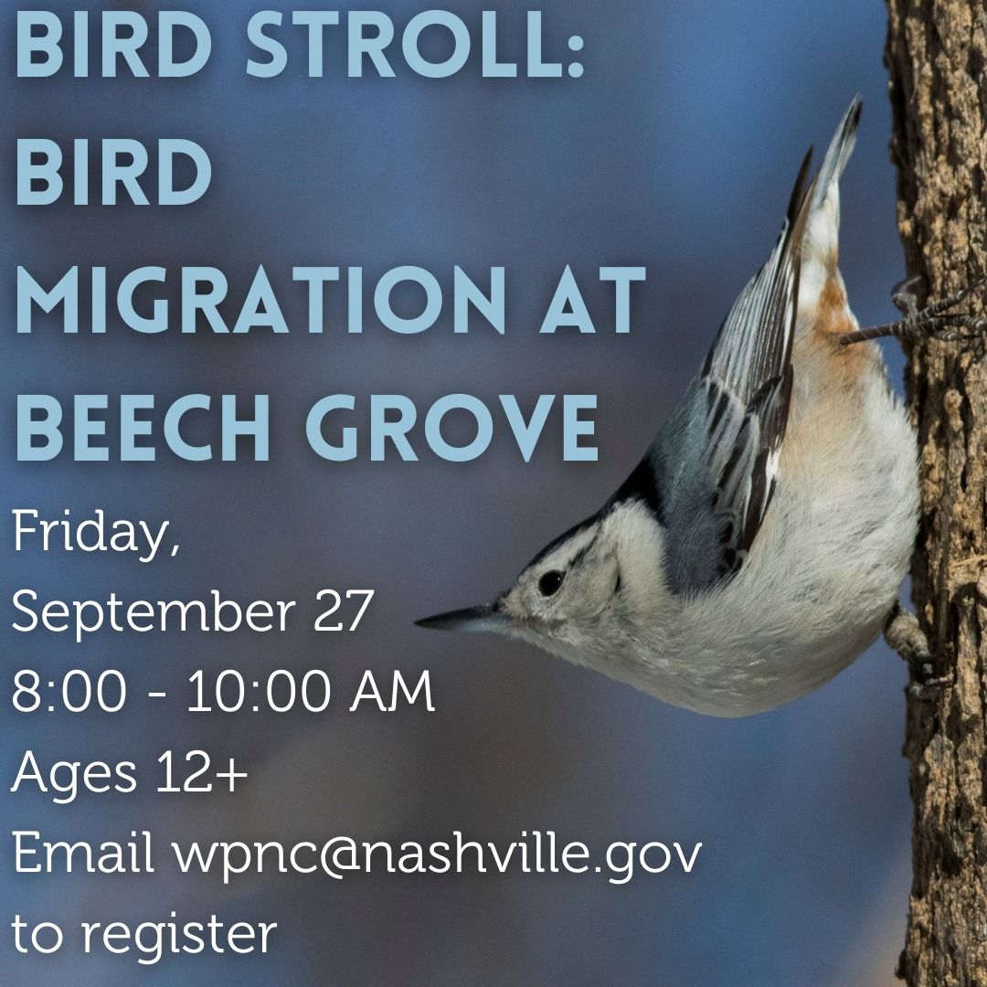 Bird Stroll: Bird Migration at Beech Grove