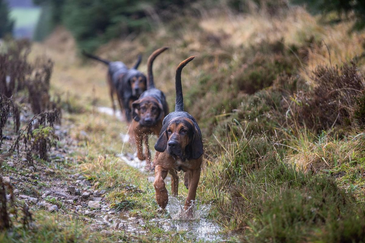 Highmoor Bloodhounds Forestry Meet @ Cropton 