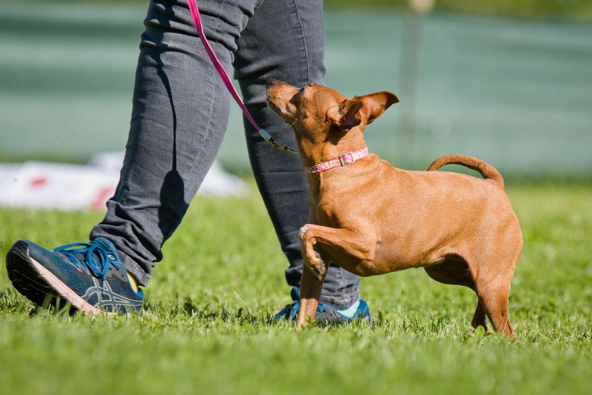 Okt\u00f3brov\u00e9 Rally Obedience sk\u00fa\u0161ky v Lazanoch