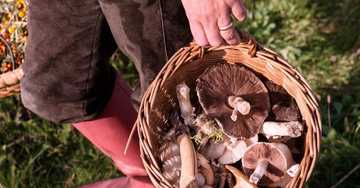 Forest to Table: Foraging & Cooking Class