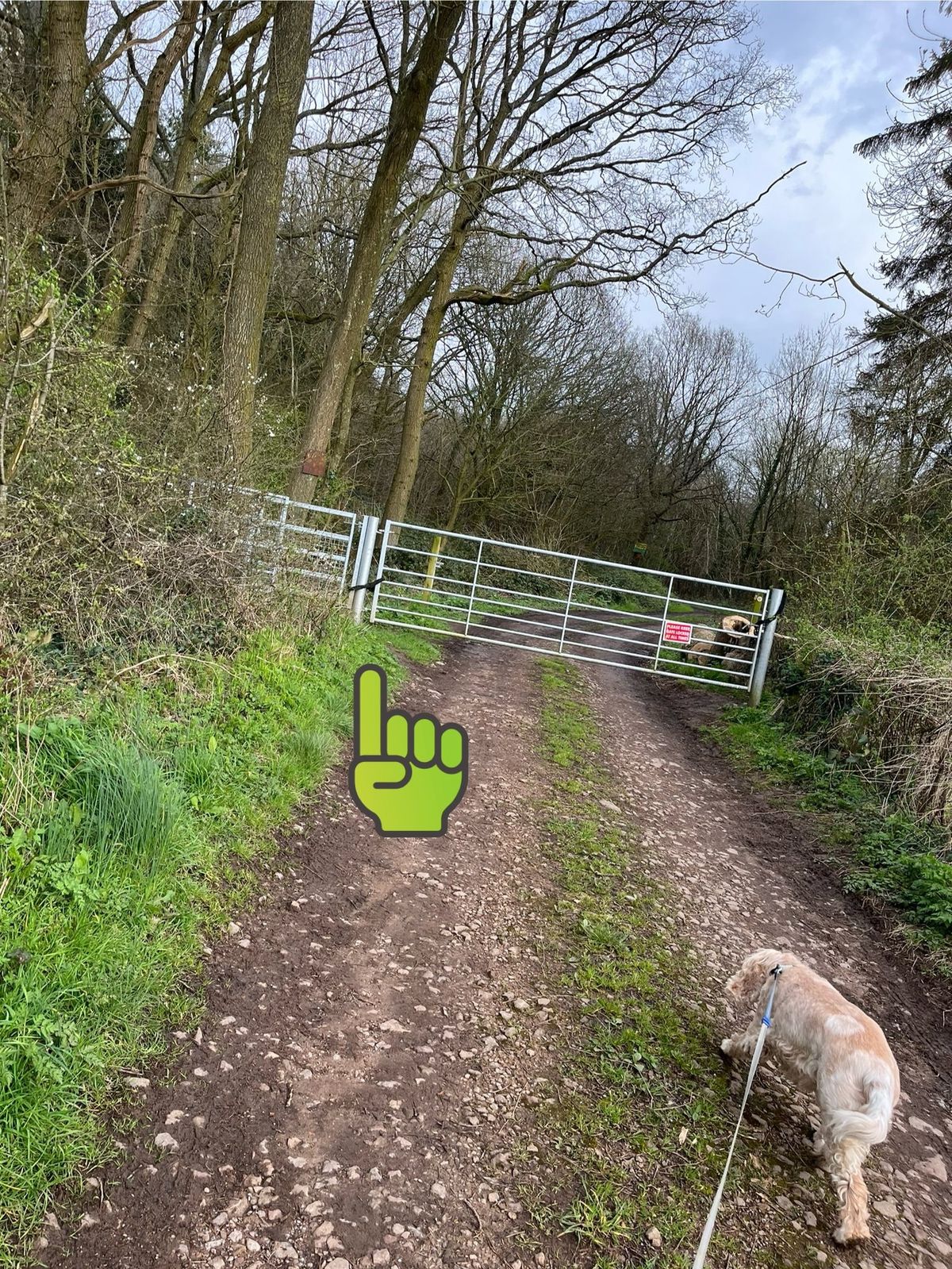 Boxing Day Country Walk & Lunch 