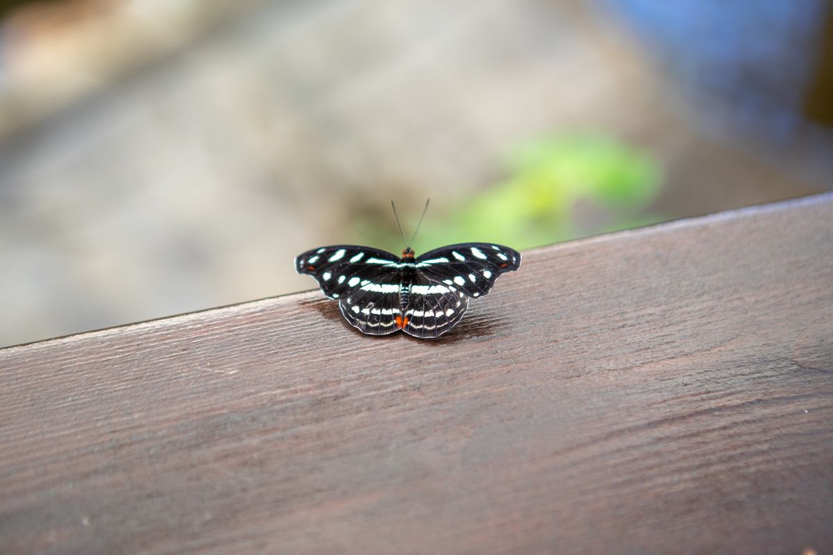 Books & Butterflies