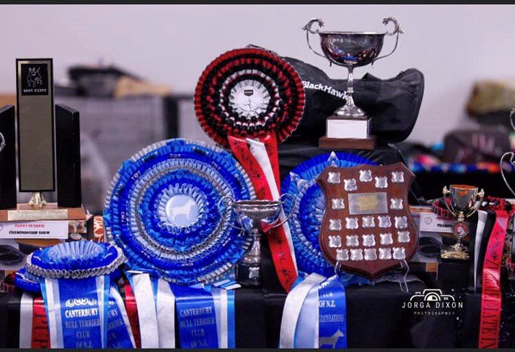 CBTC Championship (2) & Open Shows