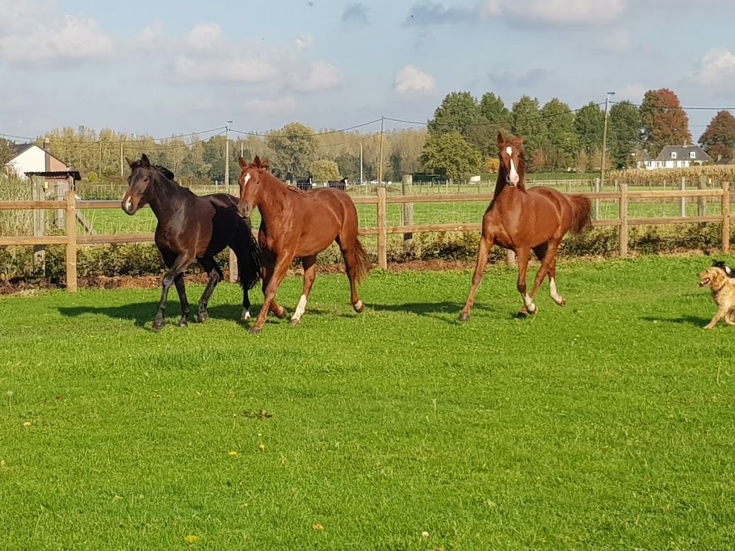 Info-avond over wormen bij paarden: praktische tips en adviezen