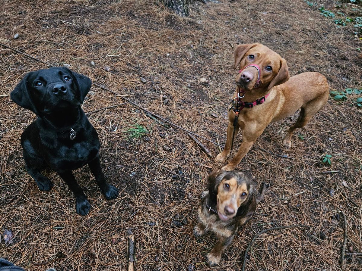 Social Session at Bawtry Pawfect Secure Dog Field