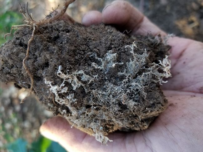 Mycorrhizal Fungi: Nature\u2019s Great Connector