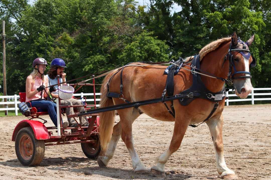 PATH Intl. Driving Instructor Workshop and Certification Hosted by Reins of Life