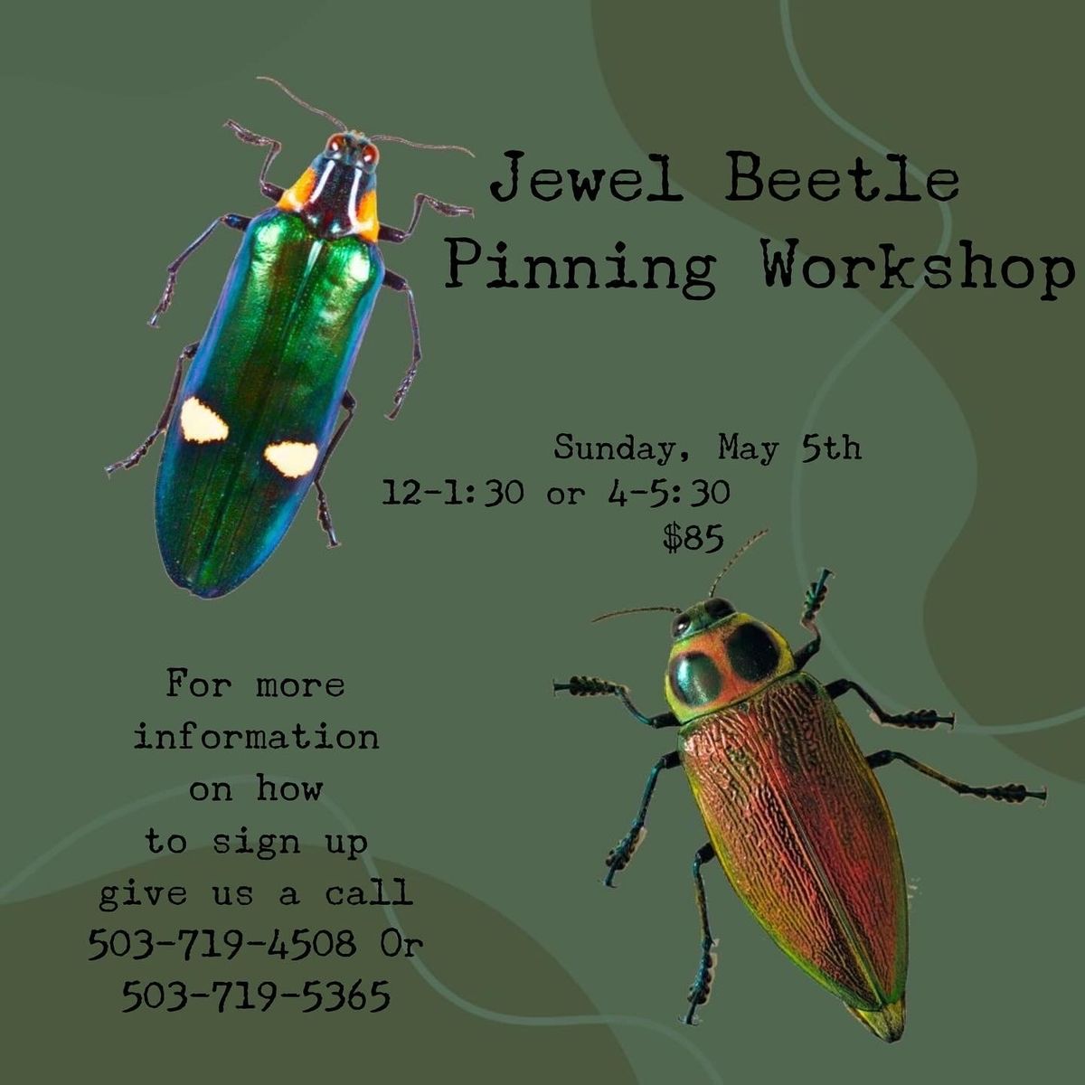 Jewel Beetle Pinning Workshop