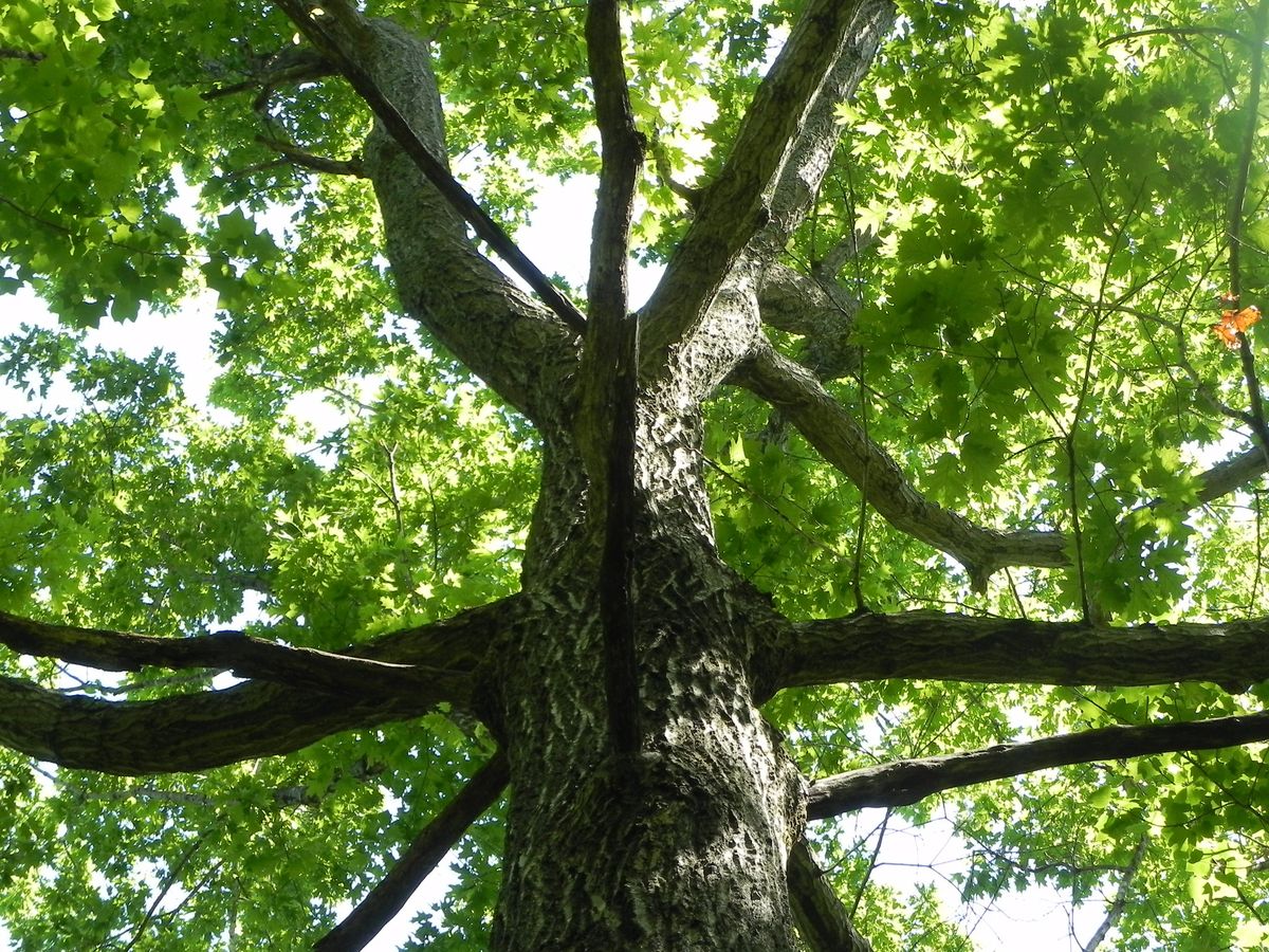 Naturalist Walk: Dendrology