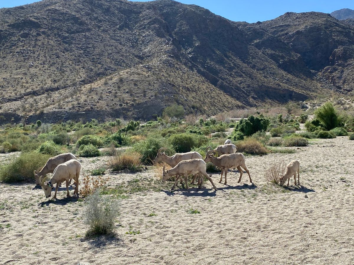 Dead Indian Canyon Interpretative Hike