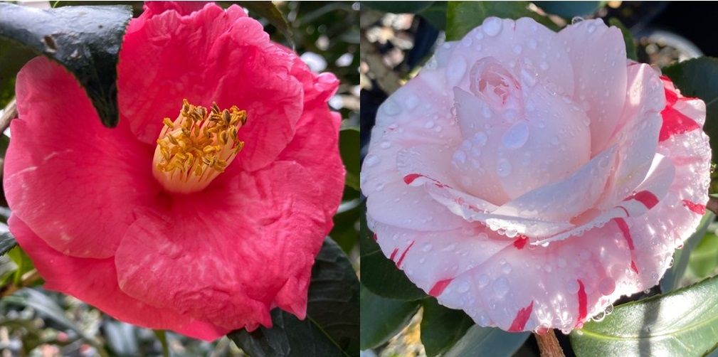 Winter Camellia Festival