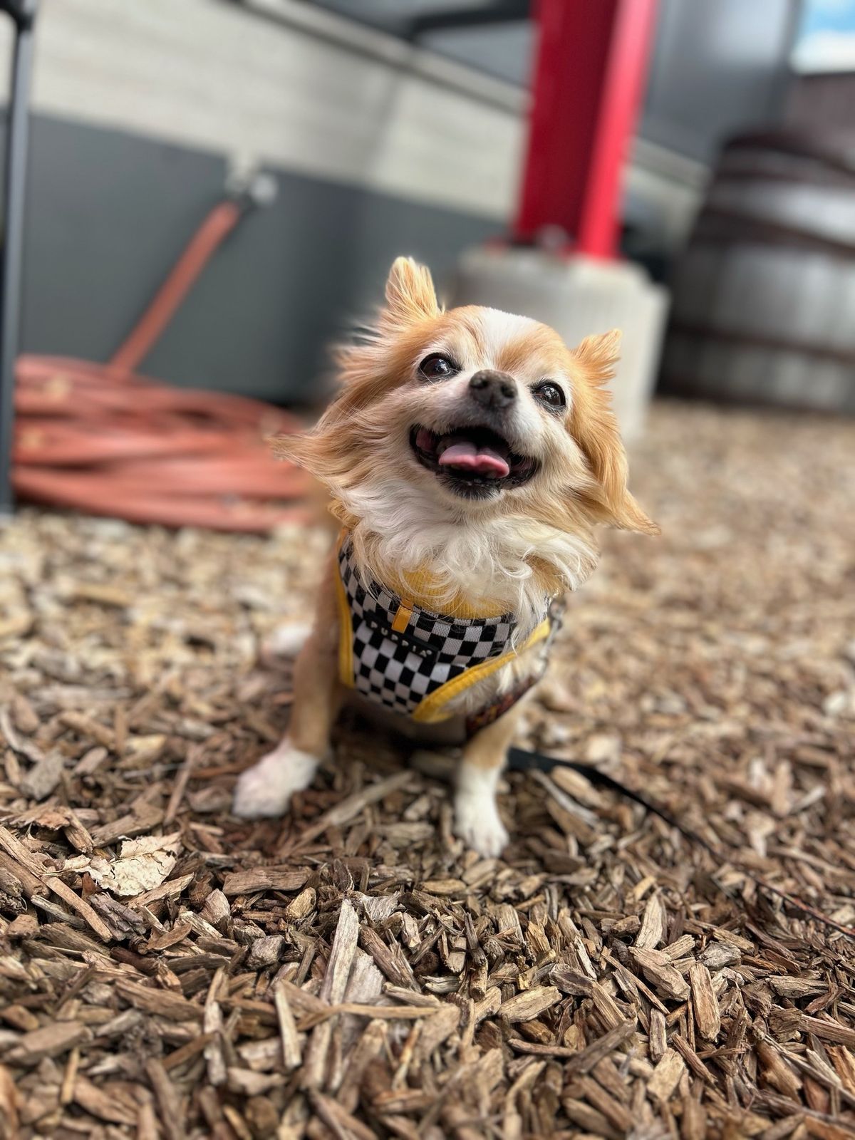 Yappy Hour at Cerberus Brewing Co.