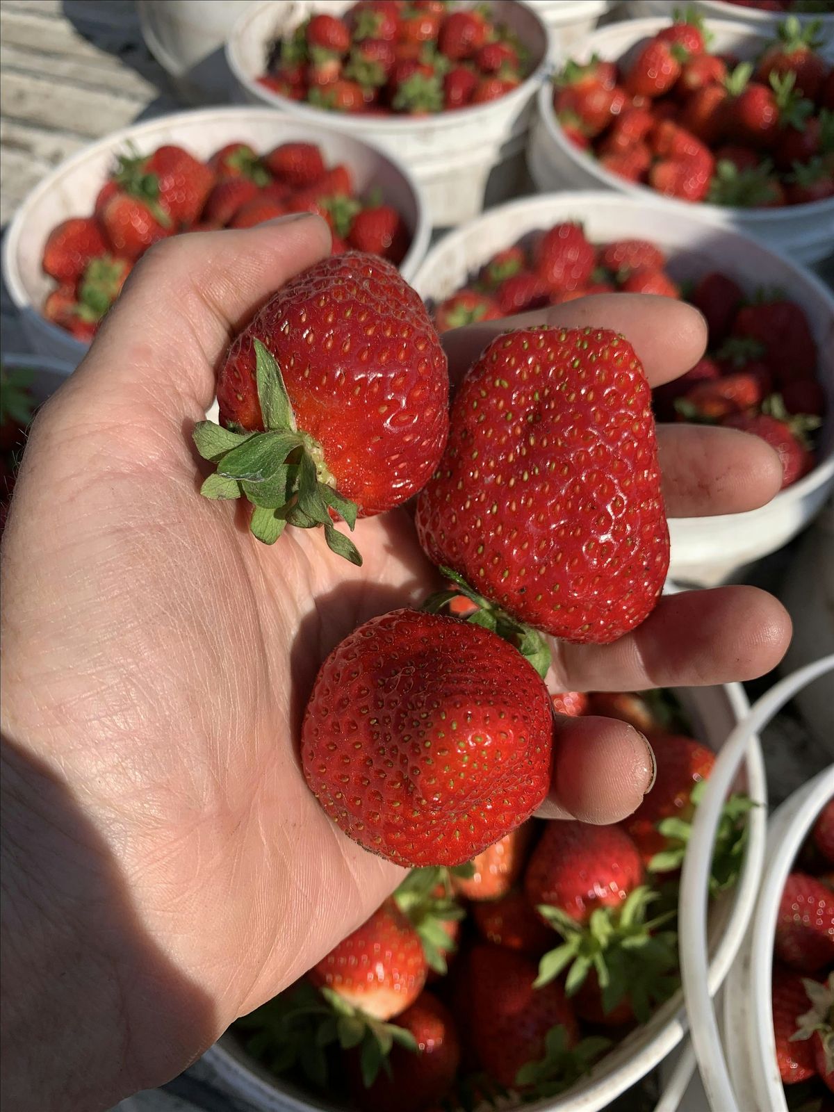Strawberry Deck Planter
