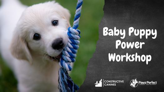 Baby Puppy Power Workshop