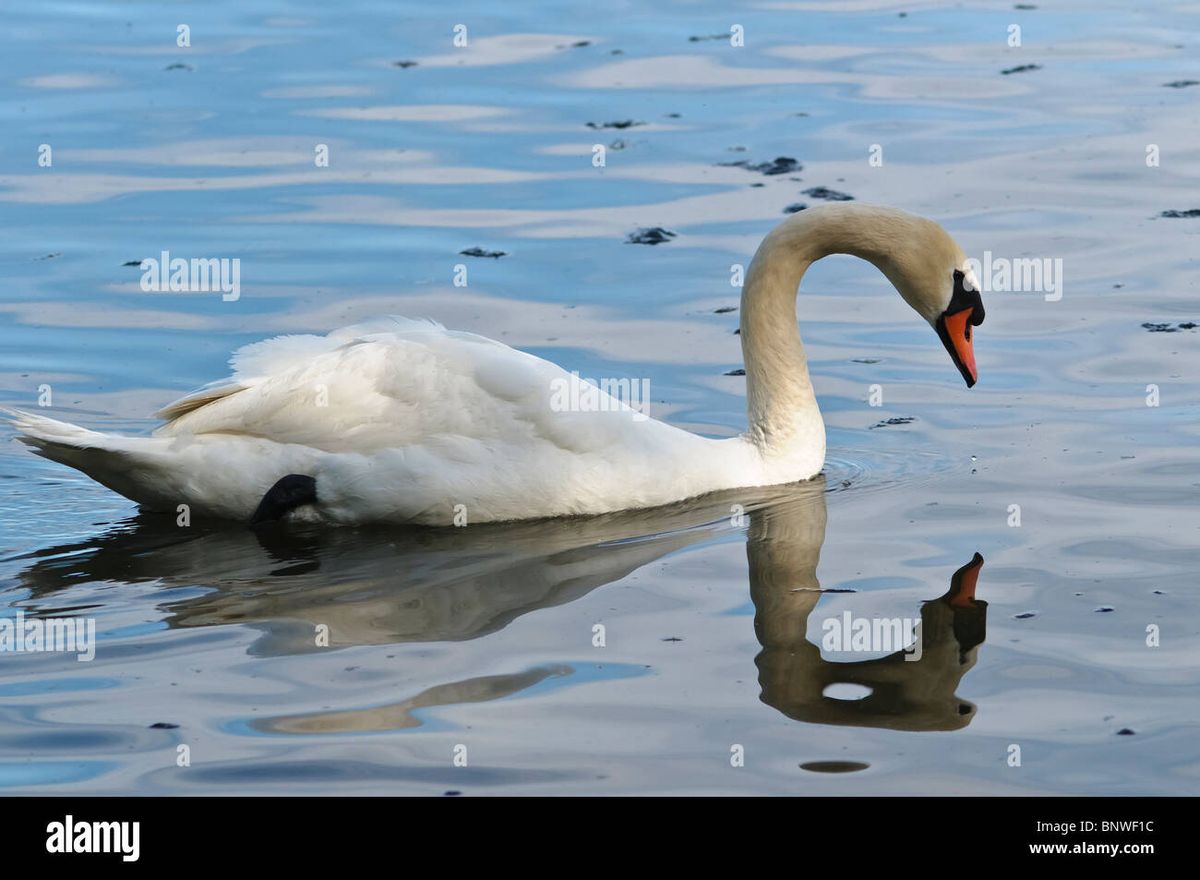 Swan Lake - Burlington