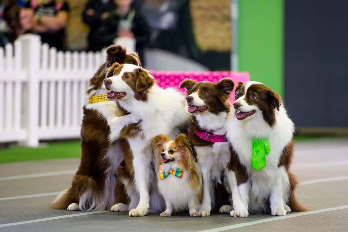 Dog Lovers Festival, Perth 2025