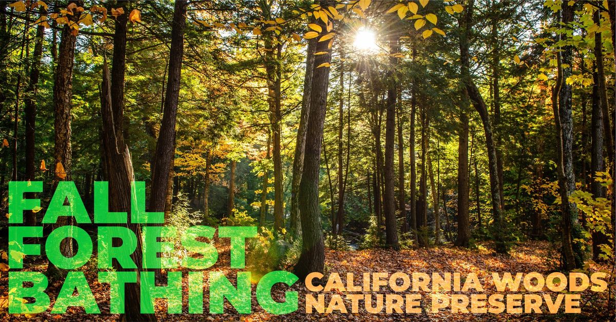 FREE Fall Forest Bathing Experience