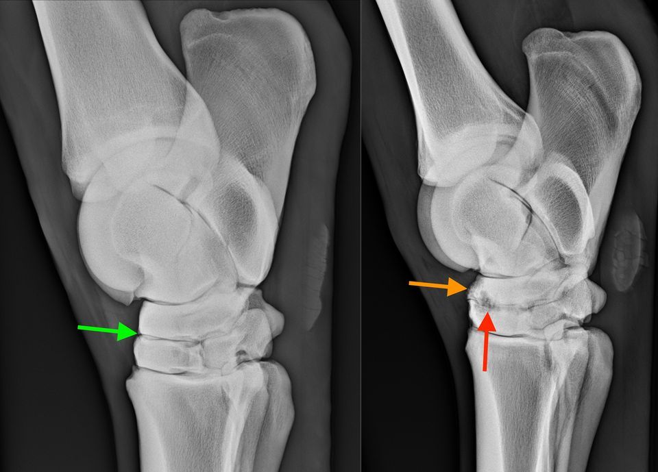 Lecture Evening for Riders and Owners Managing Arthritis in the Horse