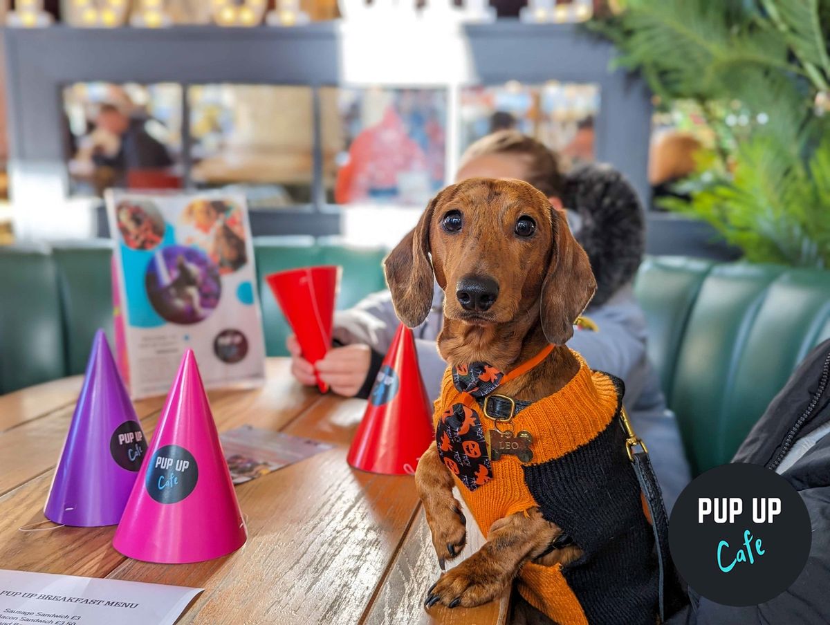 Dachshund Pop Up Cafe - Newcastle