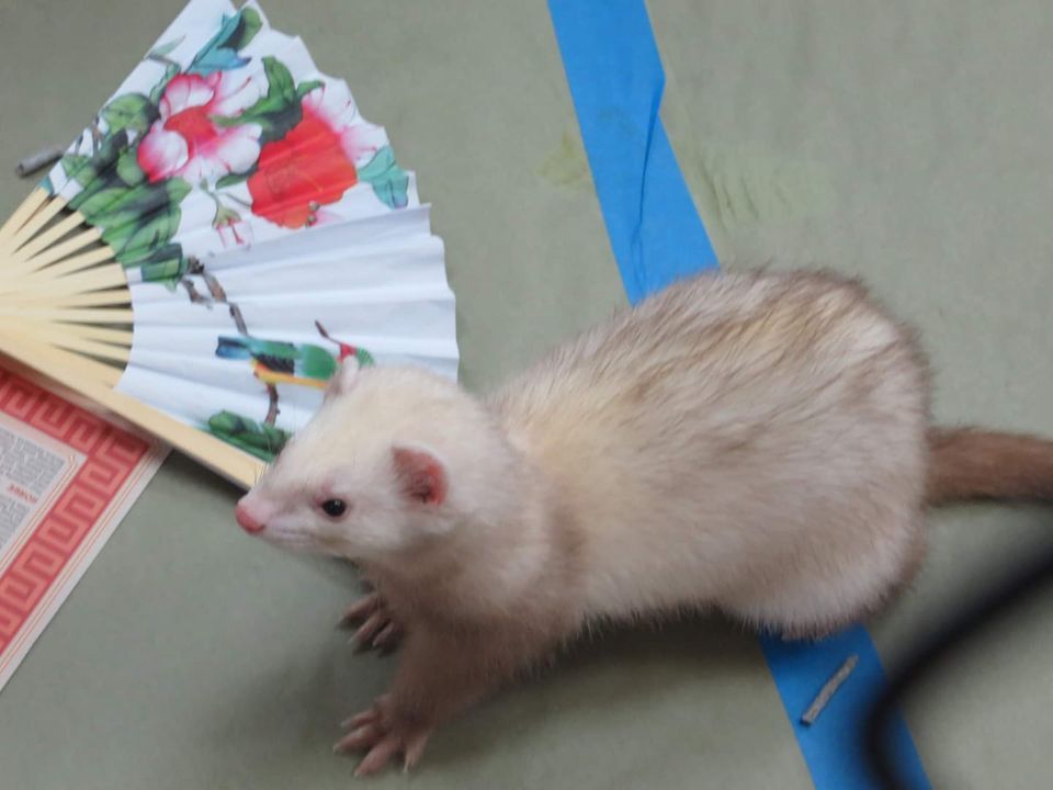 CHINESE NEW YEAR FERRET PARTY, " Salon Real Event.Center", Denver, 29 January 2023