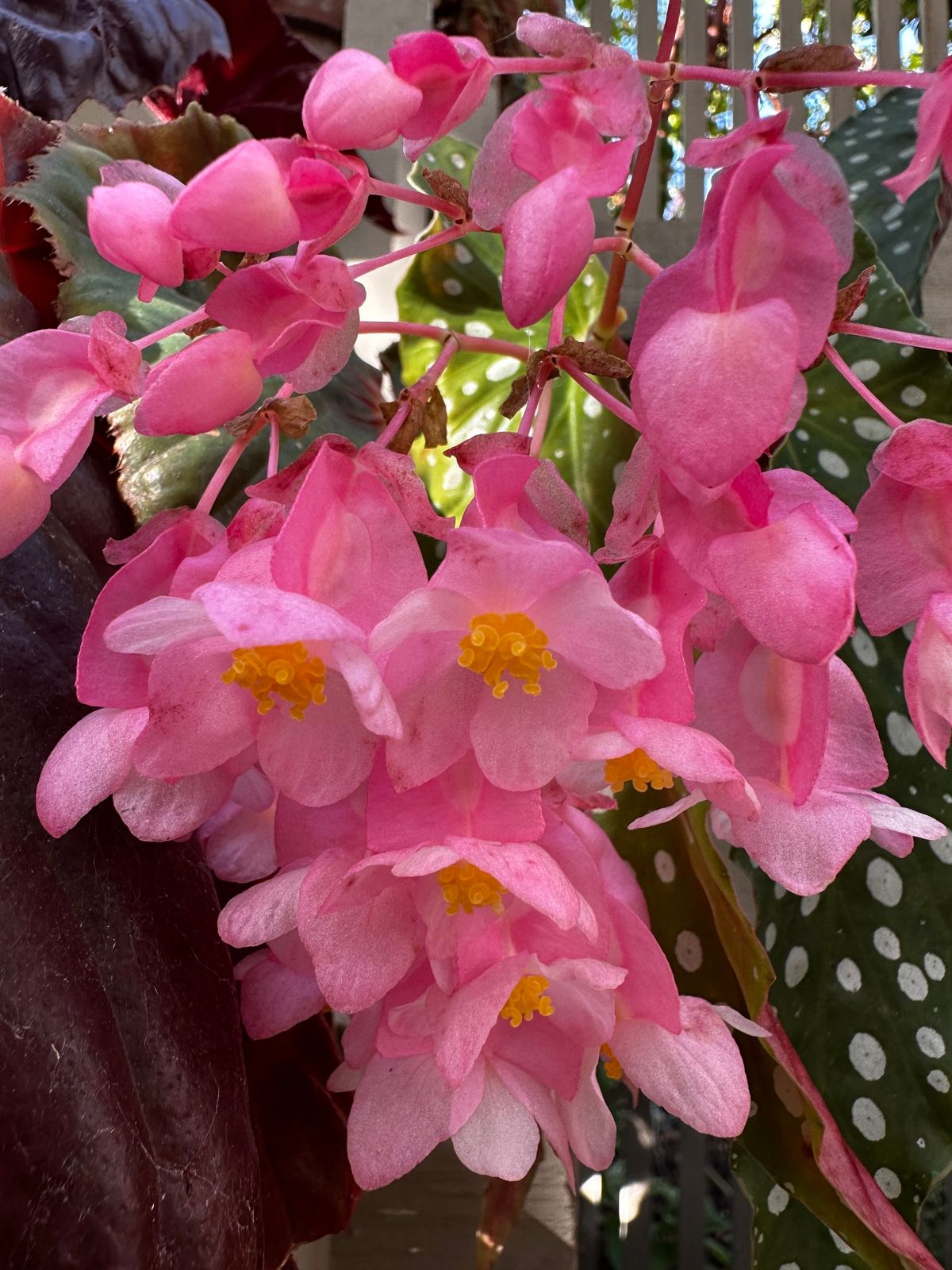 Begonia Plant Show & Sale