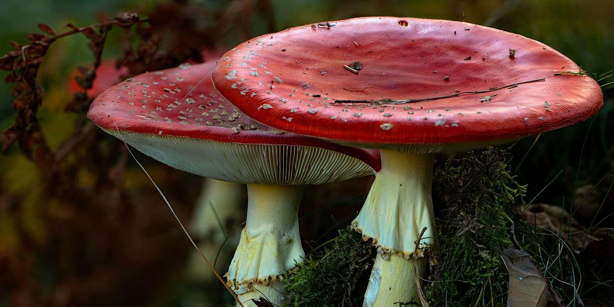 Worsley Woods Fungi